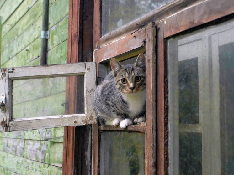 Выяснились подробности скандала с кошатницей, превратившей квартиру в свалку