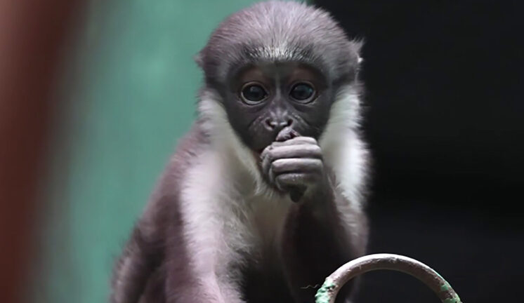 Малыш мартышки дианы начал спускаться с живота мамы на землю