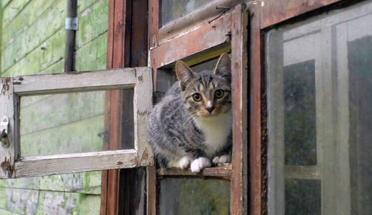 Страшная история женщины с 10 кошками: квартира завалена мусором под потолок