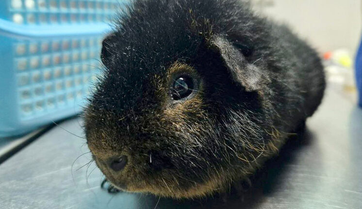 Из морской свинки извлекли камень рекордных размеров