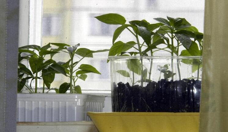 Каждый четвертый россиянин выращивает овощи и фрукты в своей квартире