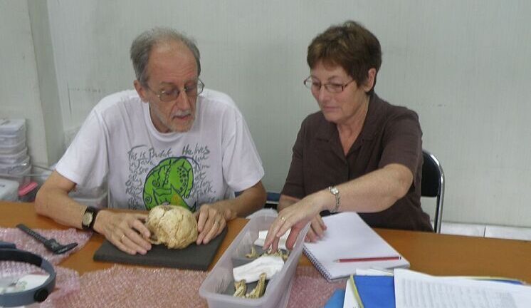 Хоббиты Флореса вымерли не из-за человека: виноват климат