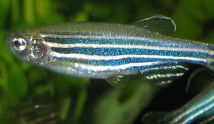 Склонность людей к стрессу помогут определять тропические рыбки