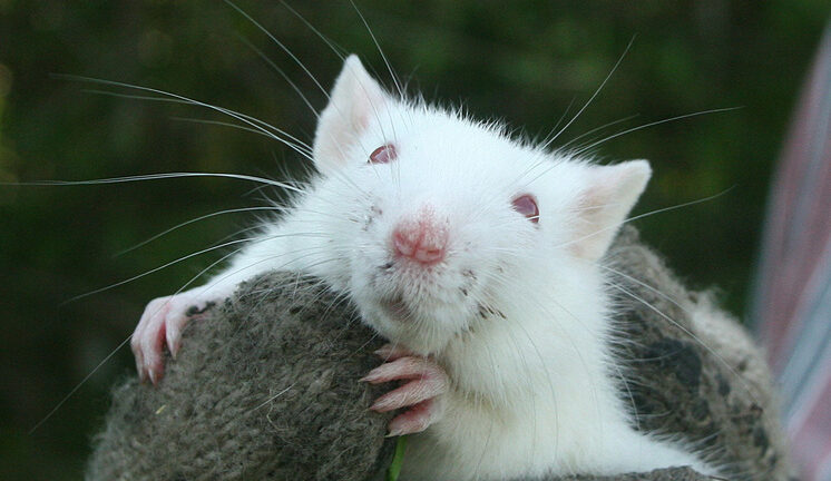 Ученые обнаружили опасное для людей зловещее поведение кровожадных крыс