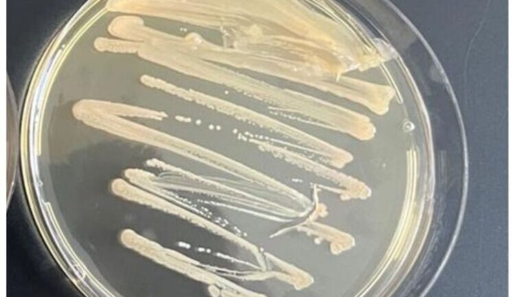 Российские ученые устроили тысячелетней бактерии из погребения космическое путешествие