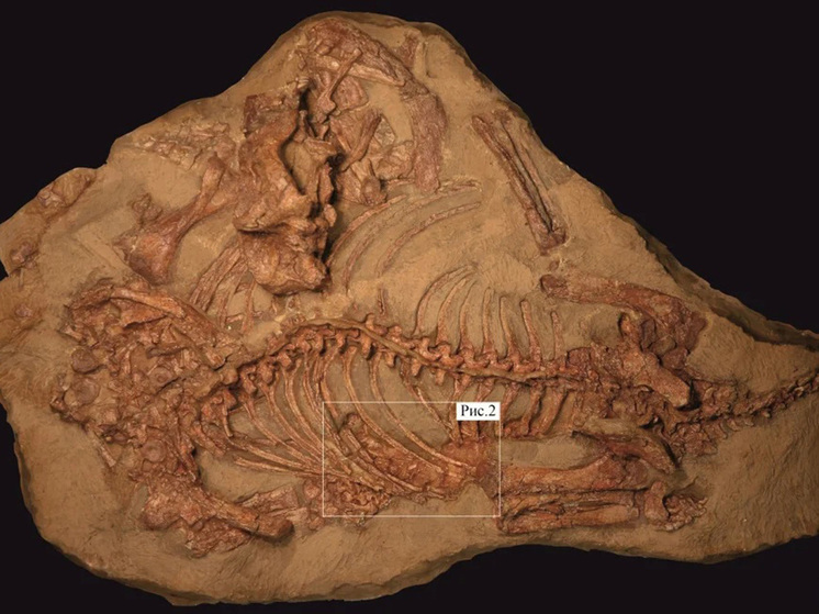 Российские ученые выяснили, чем питались вяткозухи